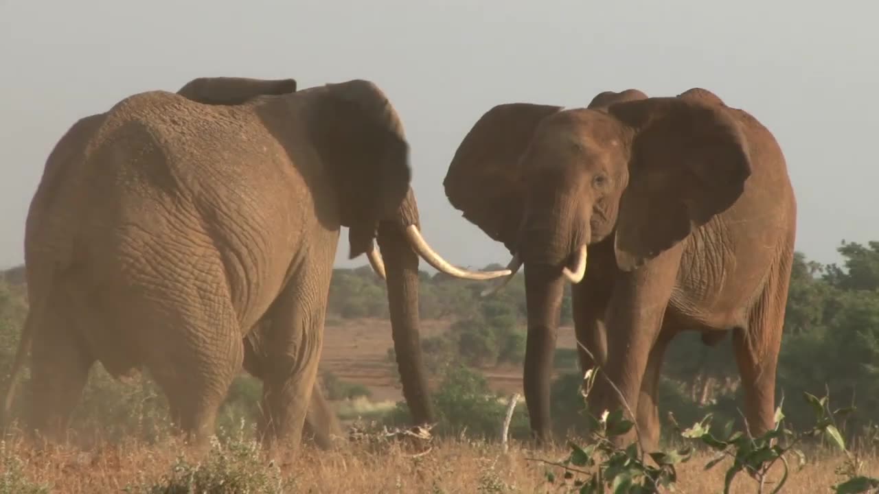 If you are not a fan of wild animals, this video is not suitable for you