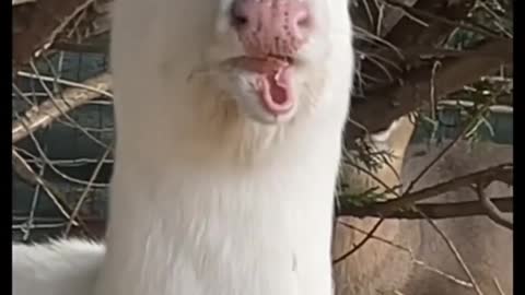 An alpaca haha