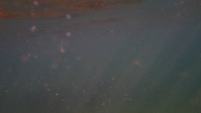 fishy swarm, sunlight and surface ns cover