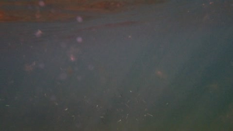 fishy swarm, sunlight and surface ns cover