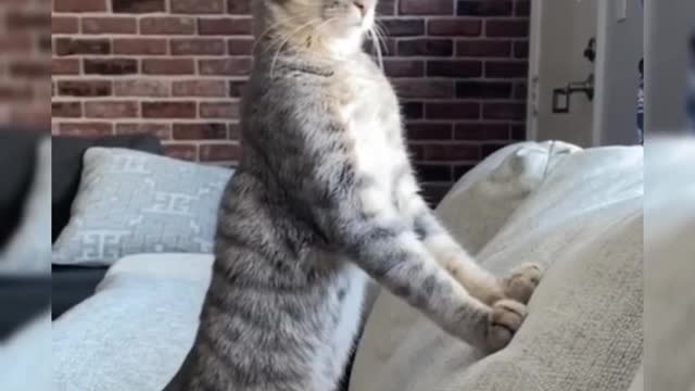 Funny cat reactions