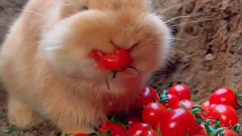 #rabbit