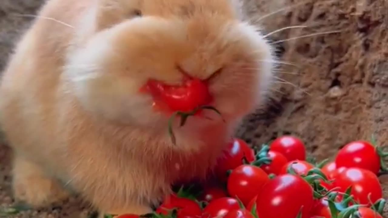 #rabbit