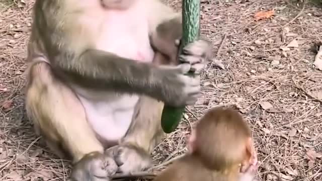 Monkeys are in a world of their own.