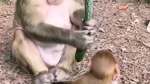 Monkeys are in a world of their own.