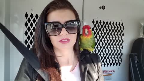Very smart and beautiful Parrot
