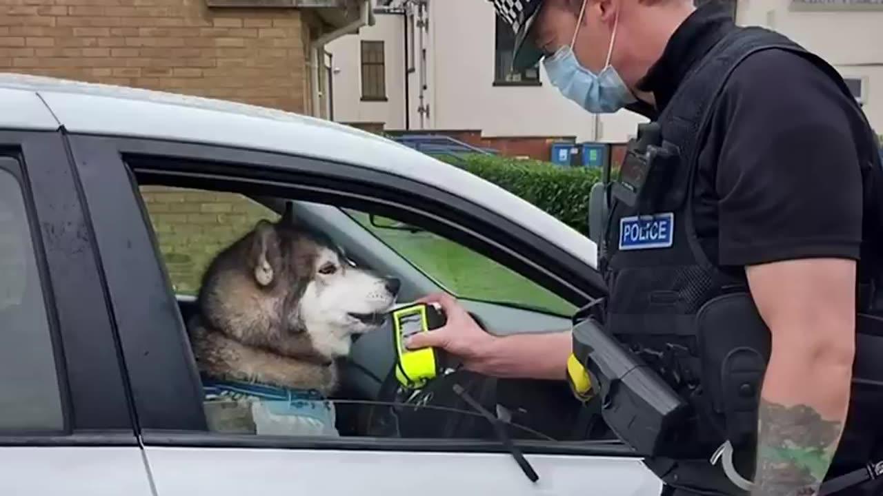 When your dog chooses you as their special friend 😄