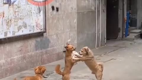 Funny dogs shorts