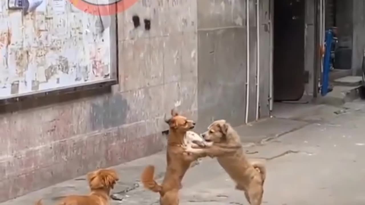 Funny dogs shorts