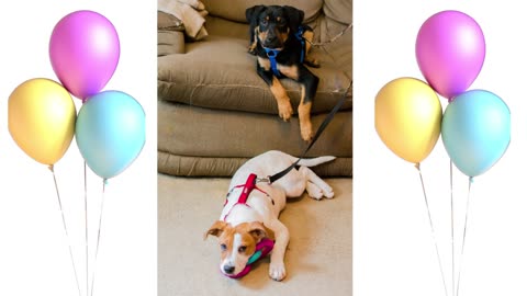 The Outlaw Dogs 6th Birthday