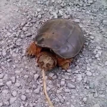 Pets, cats, dogs, and much more.