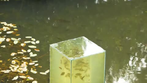 Crazy 3D Pond & More Backyard Ideas!