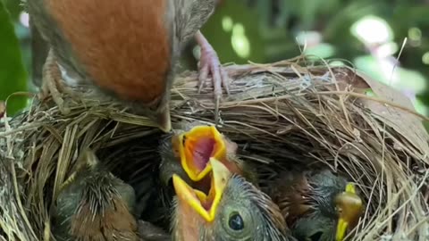 Cute ❤️ 🐦 bird nature