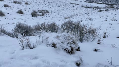 20210115 Very snowy Allermuir