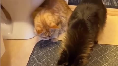 Funny Cat Videos