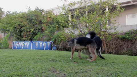 Dogs Playing Two Pets Canine Garden Animals 🌴🌴