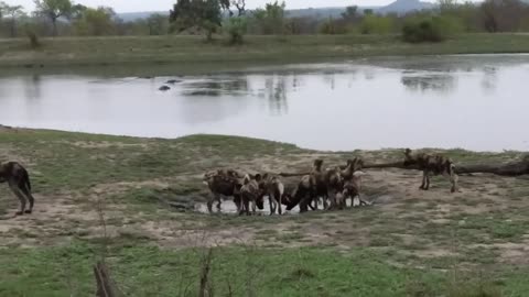 FUNNY DOGS COMPLIATION