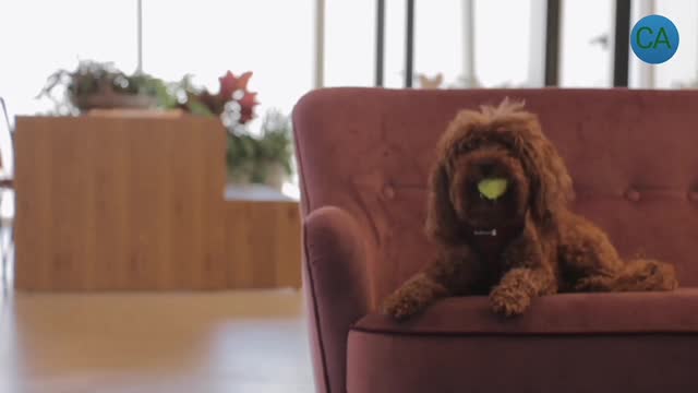 Short Video That Made Your Day