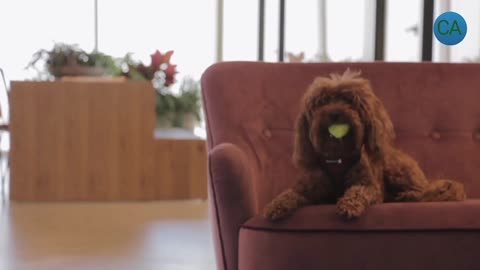Short Video That Made Your Day