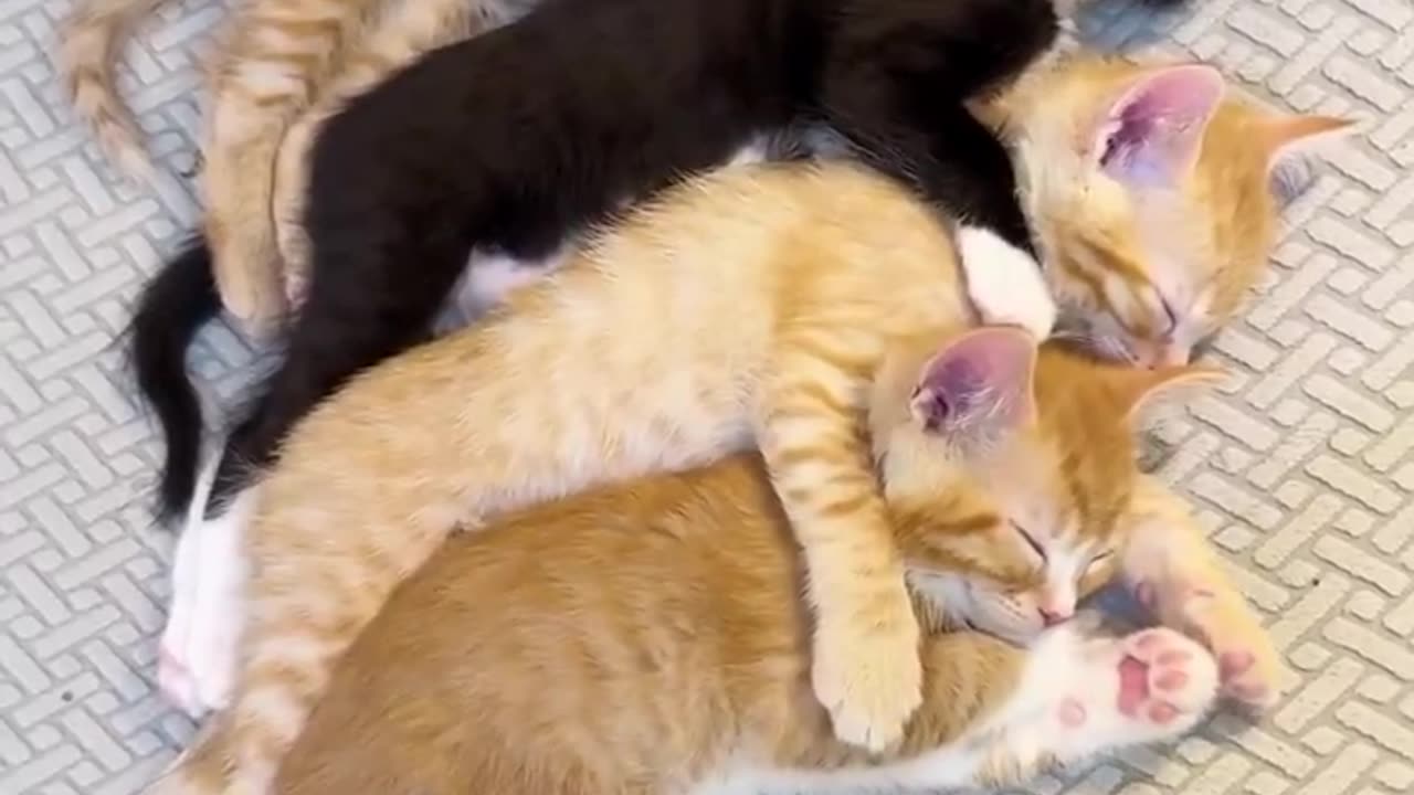 Watch the captivating love of cats