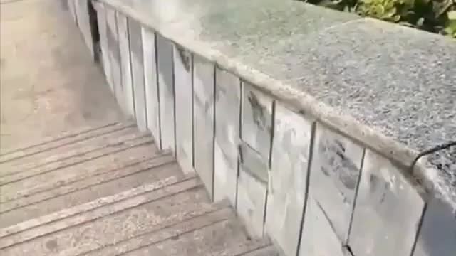 This pupies loves to slide