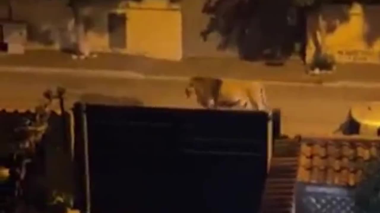 Circus Lion Escapes