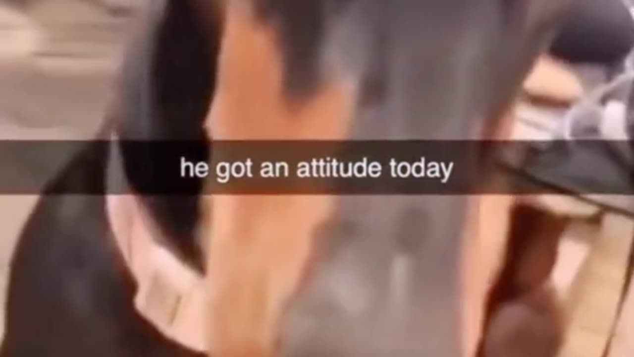 Try not to laugh at these pets