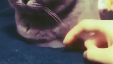 Love cat
