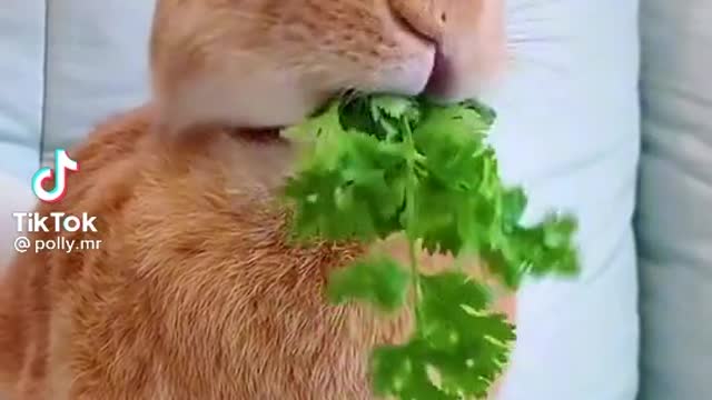 This video has 3.2 million views on internet