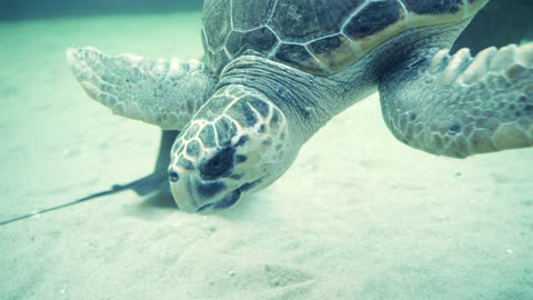 SEA TURTLE | OCEAN LIFE'S | NATURE LOVER |