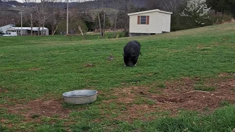 SPANKY IS TRIMMING THE GRASS