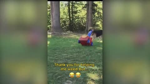 Funny animals/ funny cat and dogs