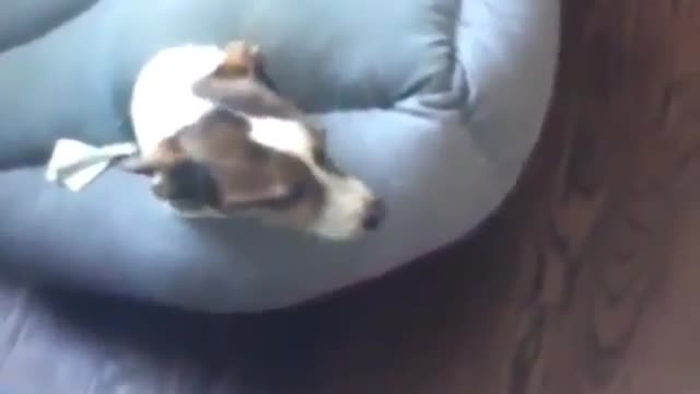 A dog that learns to pretend