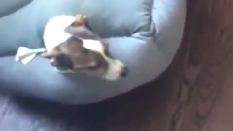 A dog that learns to pretend