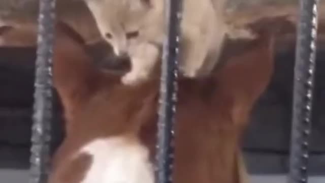 Cute Cat and Horse