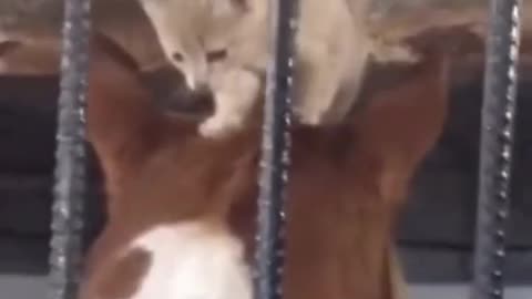 Cute Cat and Horse