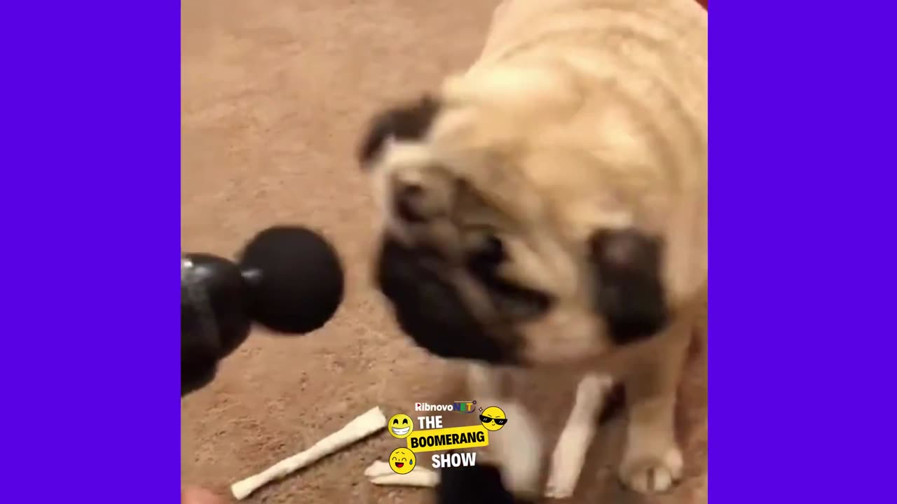 TikTok Funniest Animals Video Makes You Happy