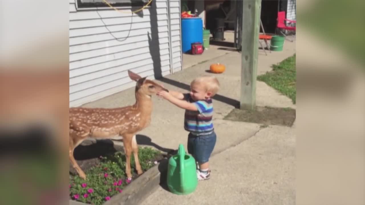 Little Boy Befriends a Baby Deer