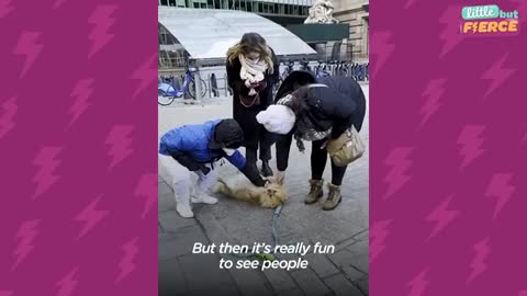 Pomeranian Takes "Playing Dead" To A Whole New Level | The Dodo Little But Fierce