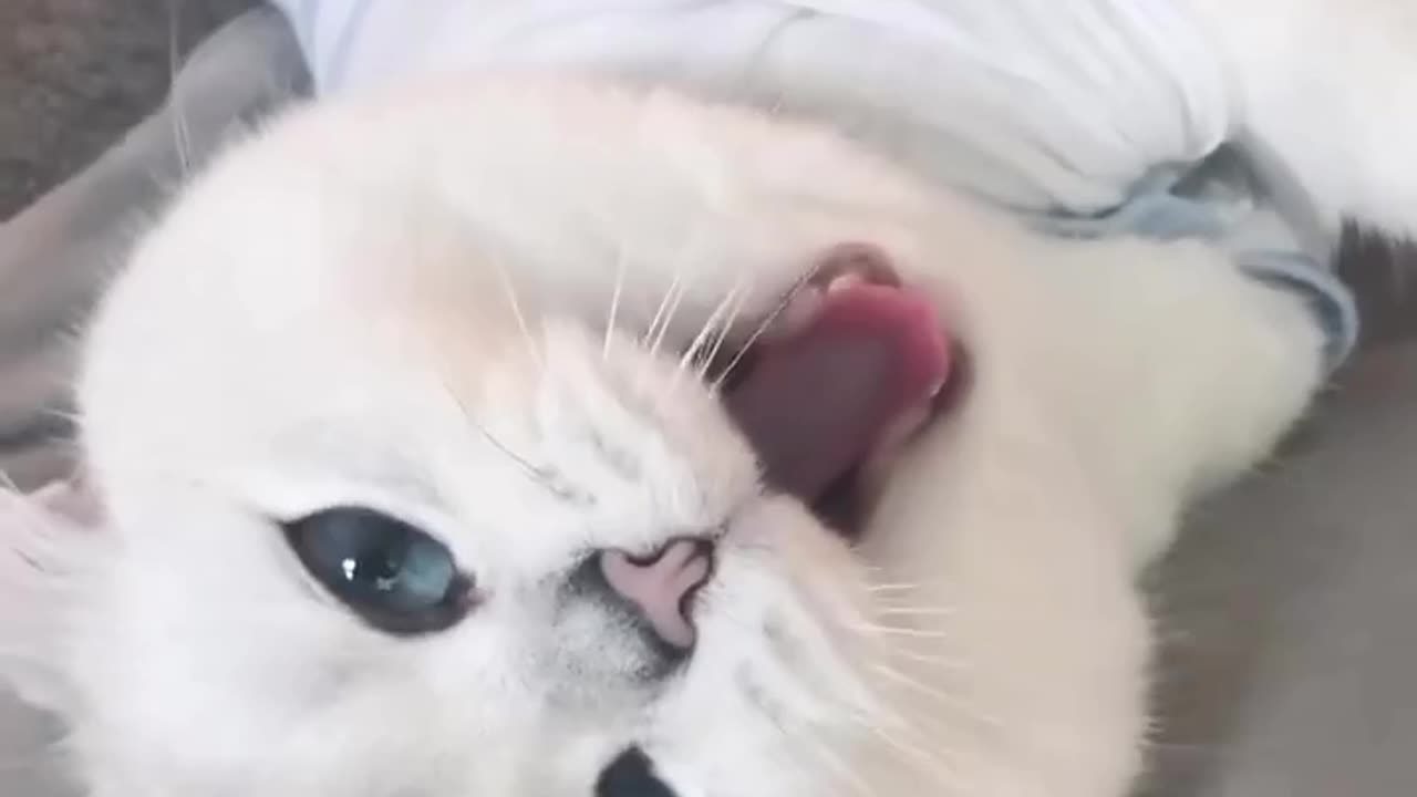 Cat Plays Homemade Whack-A-Mole Game Official Cat Video