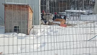 When Your Malamute X Plays In The Snow
