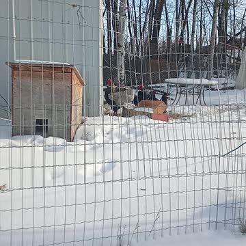 When Your Malamute X Plays In The Snow