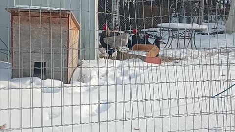 When Your Malamute X Plays In The Snow