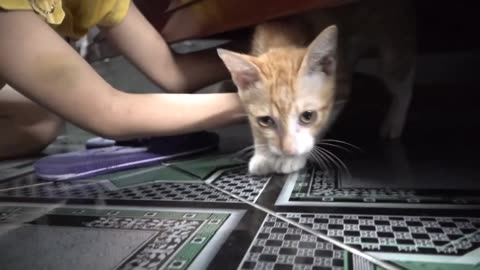 Girl Caught ThetCat