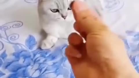 The best cats and dogs funny video
