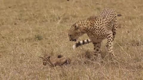 [!!Shaky Video!!] Cheetah playing with baby gazelle before eating it-8