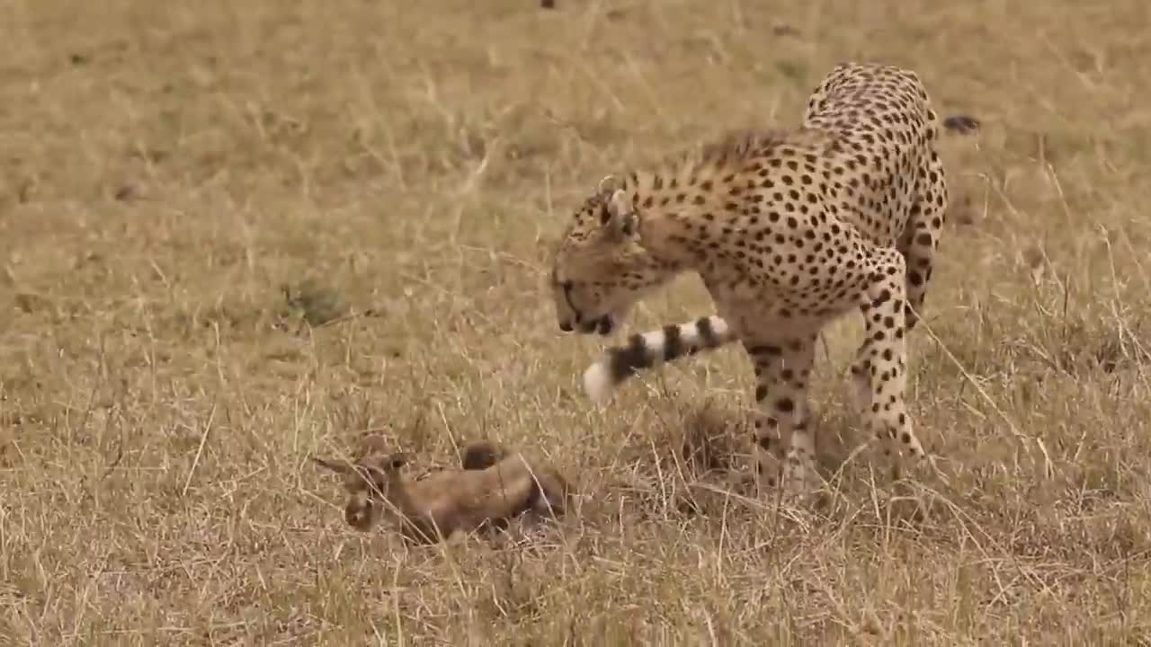 [!!Shaky Video!!] Cheetah playing with baby gazelle before eating it-8