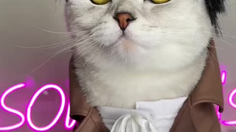 Attack on Titan cat cosplay