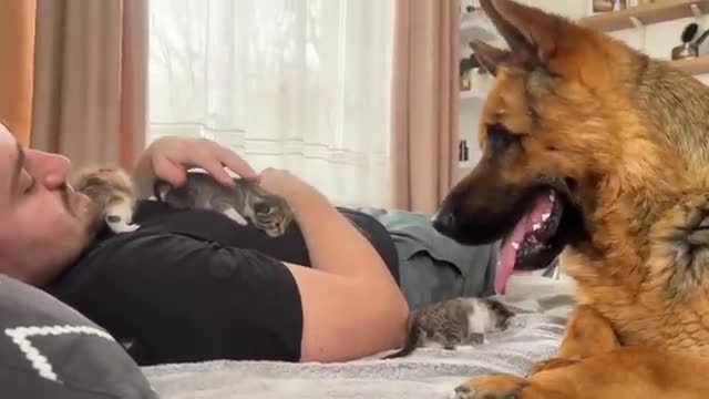 German Shepherd Confused by Tiny Kittens on Human Dad's Chest