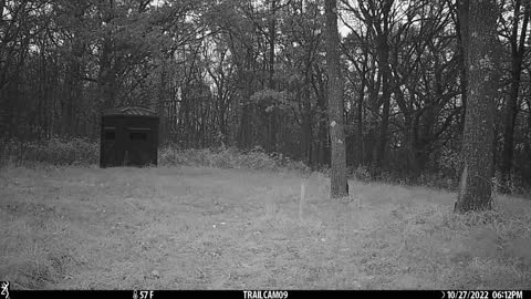 Buck behind blind